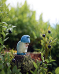Ostheimer | dwerg blauw