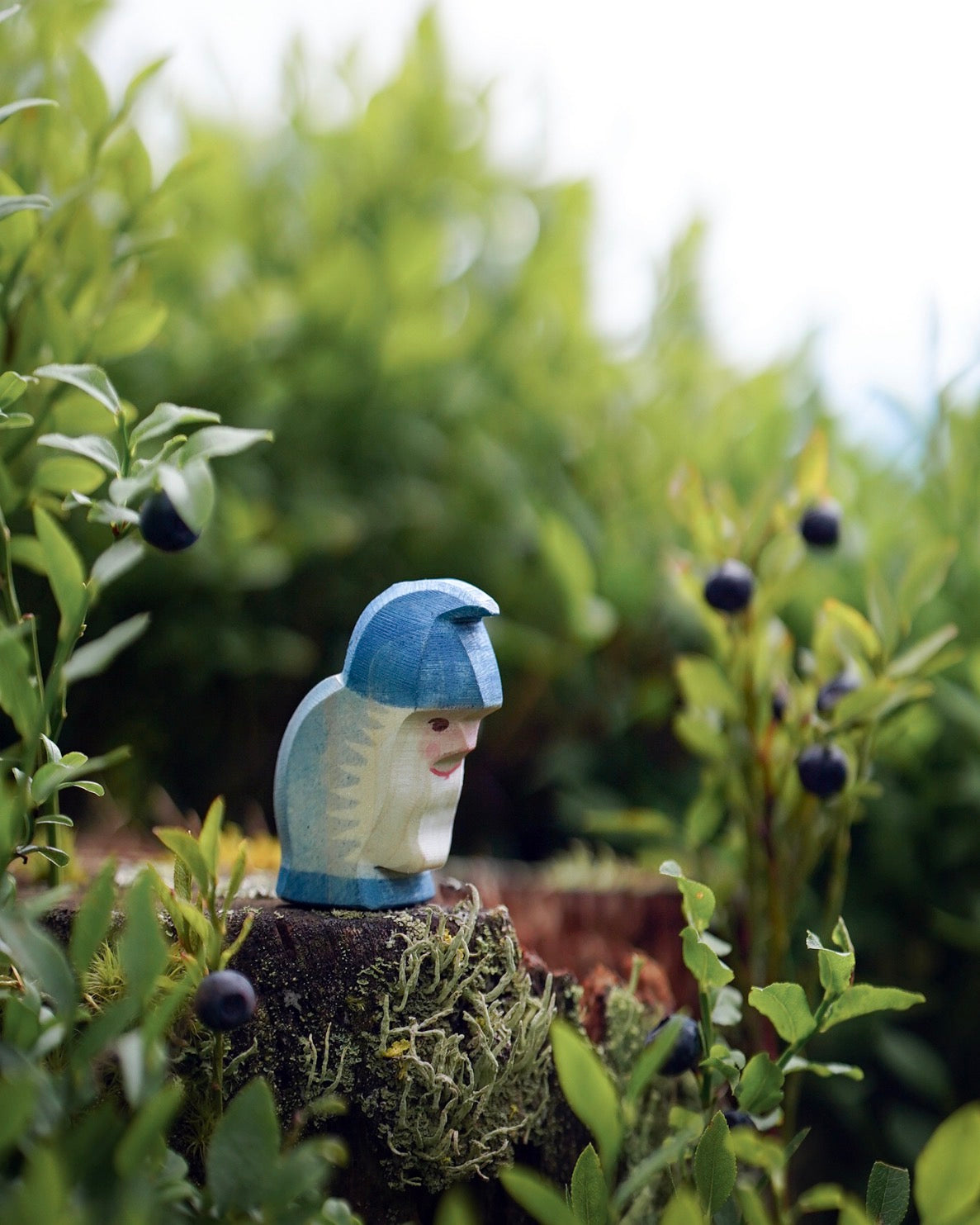 Ostheimer | dwerg blauw
